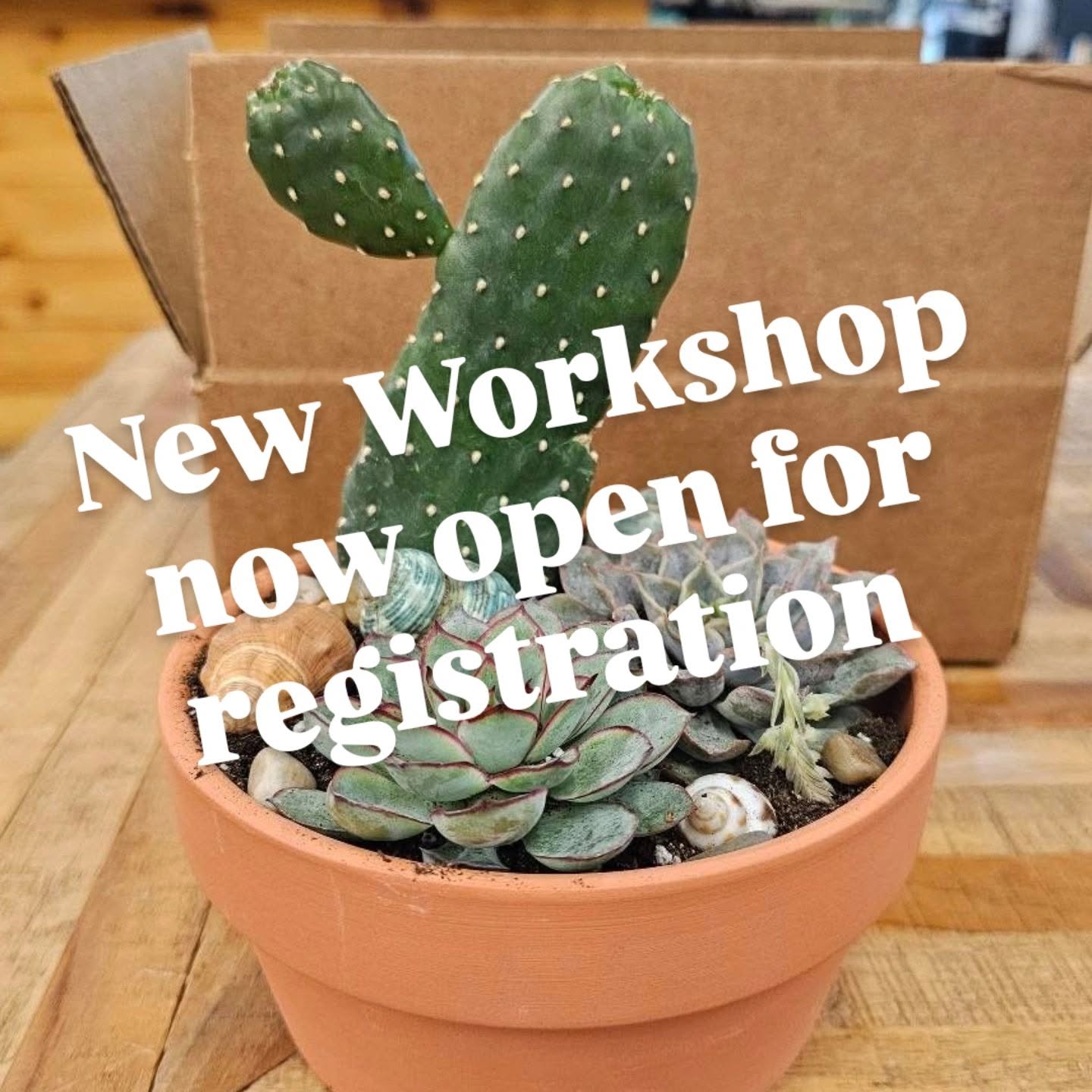 Succulent Workshop Applewood