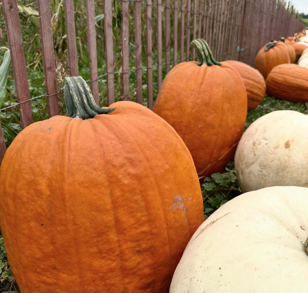 Pumpkin